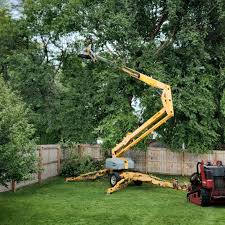 Best Tree Maintenance Programs  in Harbison Nyon, CA